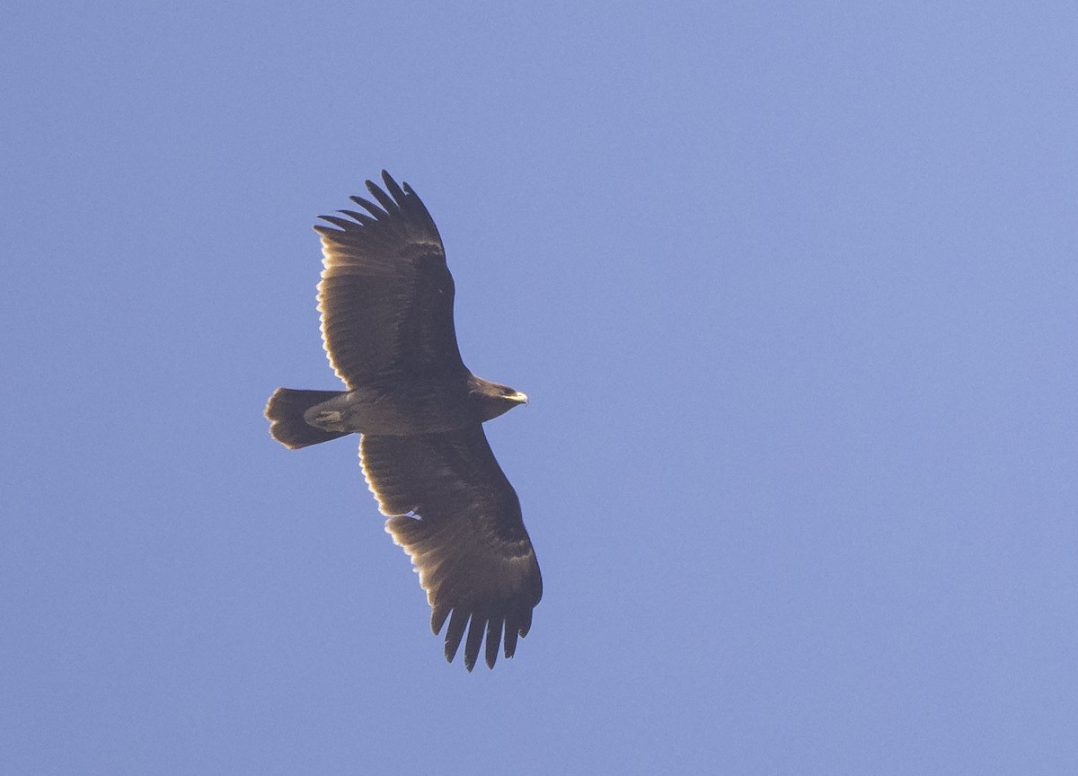 Greater Spotted Eagle - ML536924041