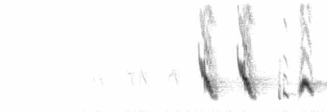  - Bahama Mockingbird