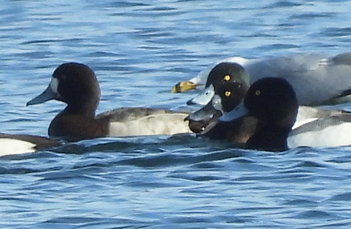Greater Scaup - ML536932001