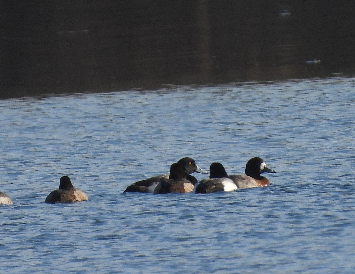 Greater Scaup - ML536932011