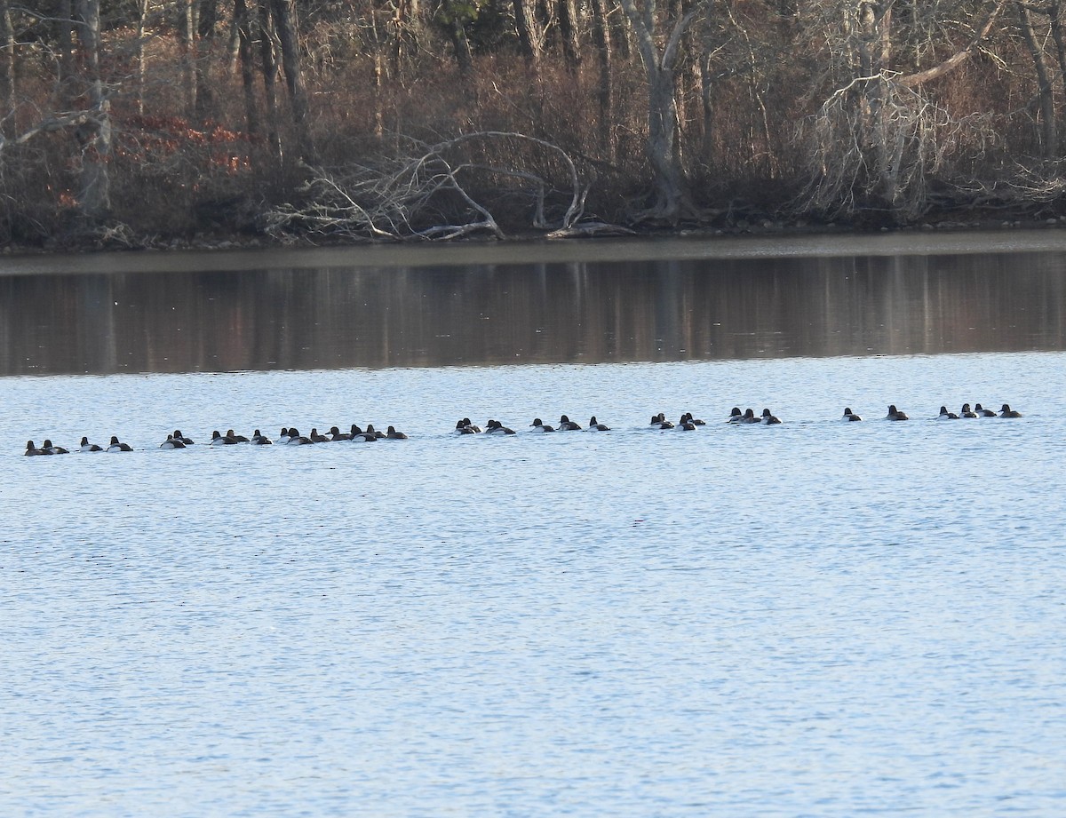 Greater Scaup - ML536932031