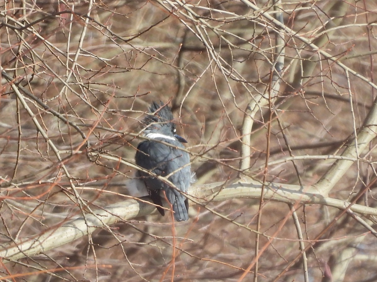 Belted Kingfisher - ML536932541