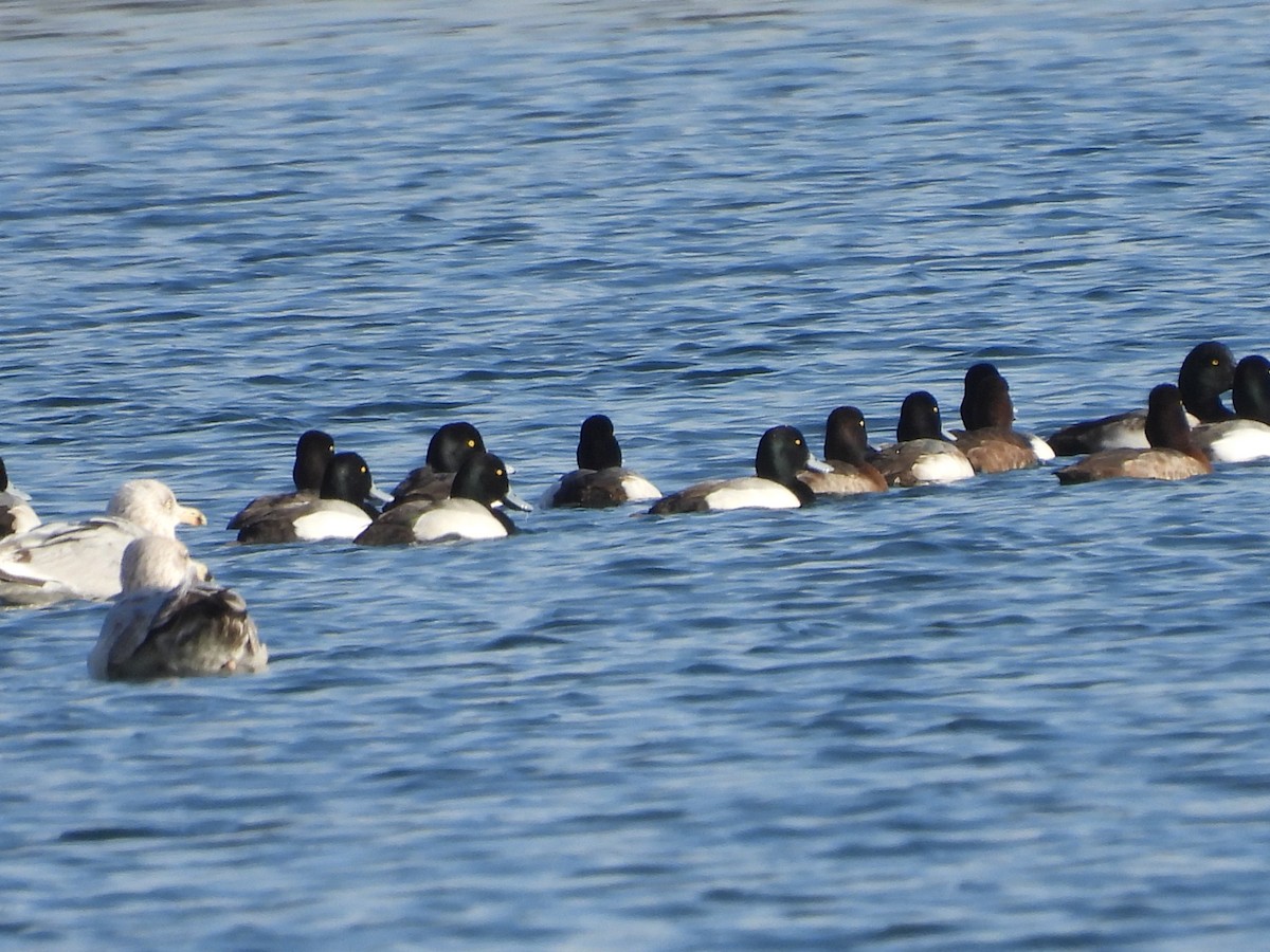 Greater Scaup - ML536932751