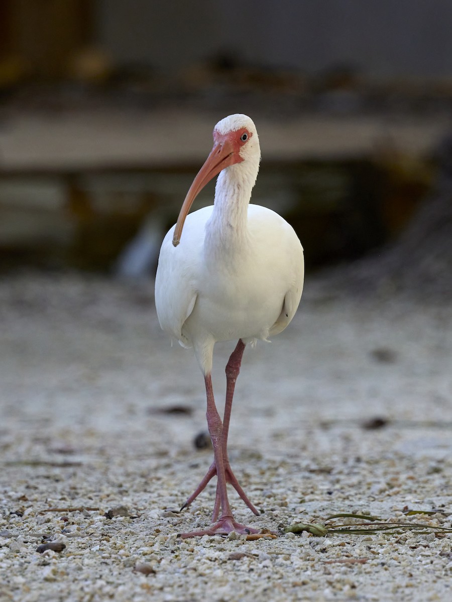 ibis bílý - ML536935941