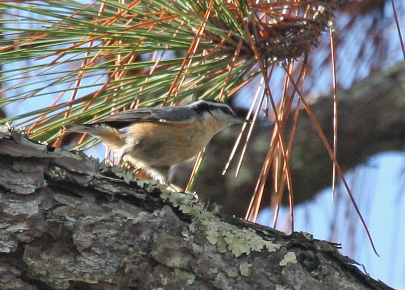 Red-breasted Nuthatch - ML53693741