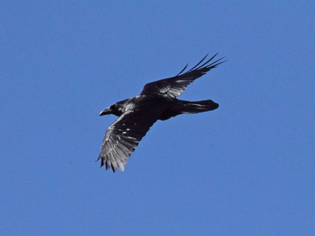 Common Raven - ML536937411