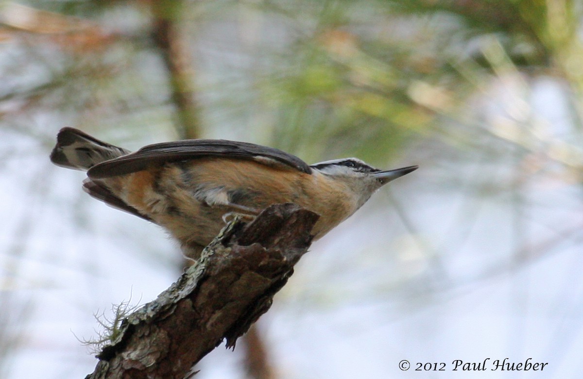 Red-breasted Nuthatch - ML53693751