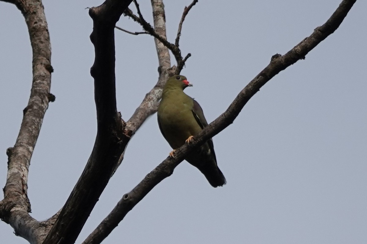 African Green-Pigeon - ML536938451