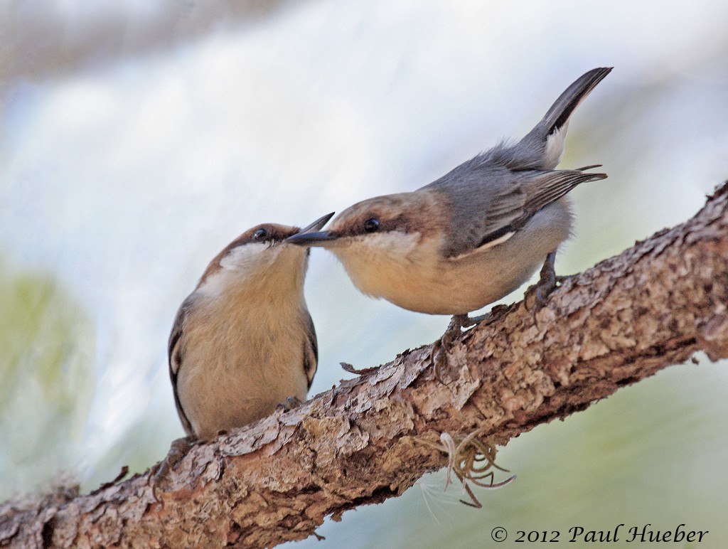 Brown-headed Nuthatch - ML53693981