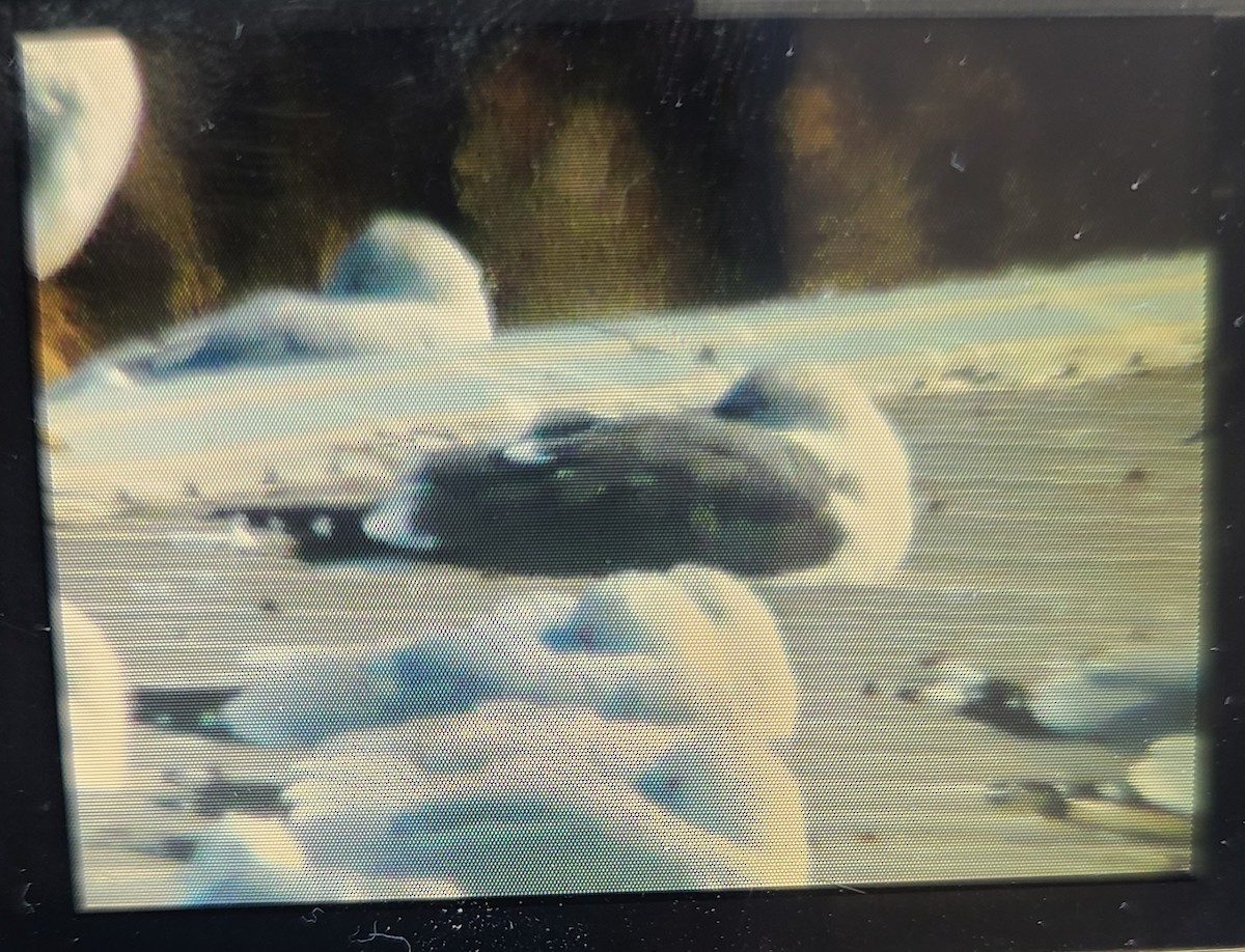 eBird Checklist 19 Feb 2023 Smithville LakeCamp Branch Marina 8