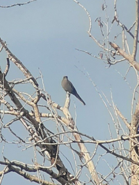 Townsend's Solitaire - ML536945311