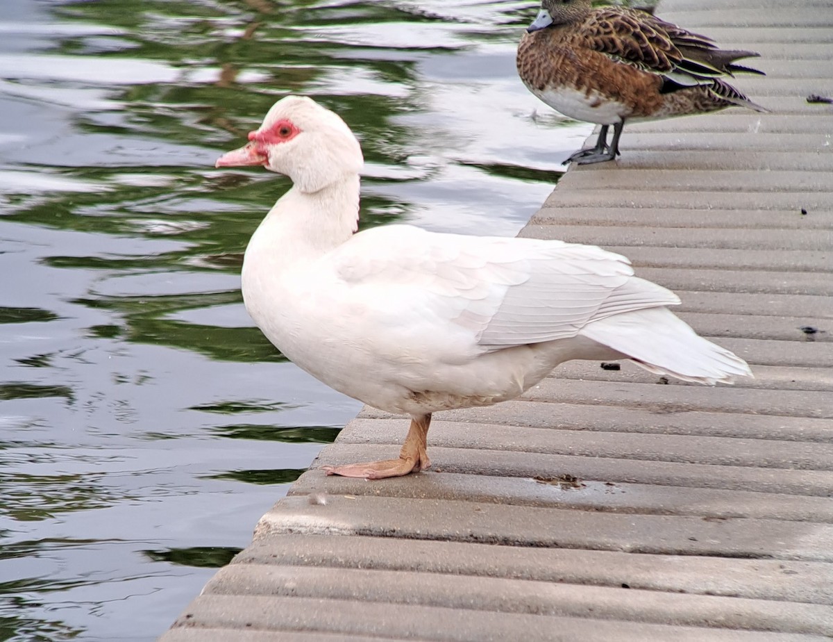 Muscovy Duck (Domestic type) - ML536946111