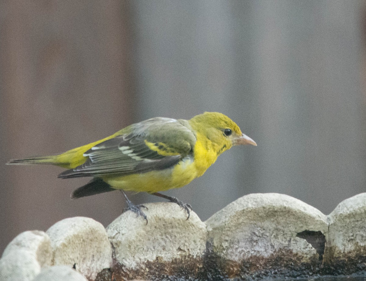 Western Tanager - ML536947111