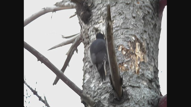 Black-backed Woodpecker - ML536956811