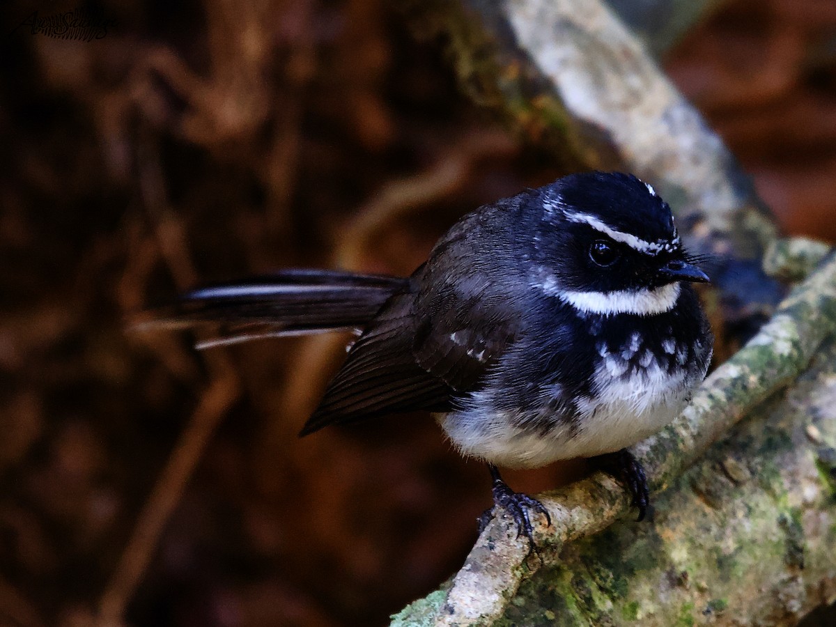 Spot-breasted Fantail - ML536957381