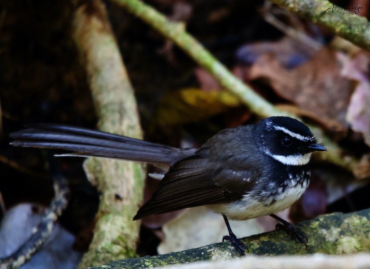 Spot-breasted Fantail - ML536957401