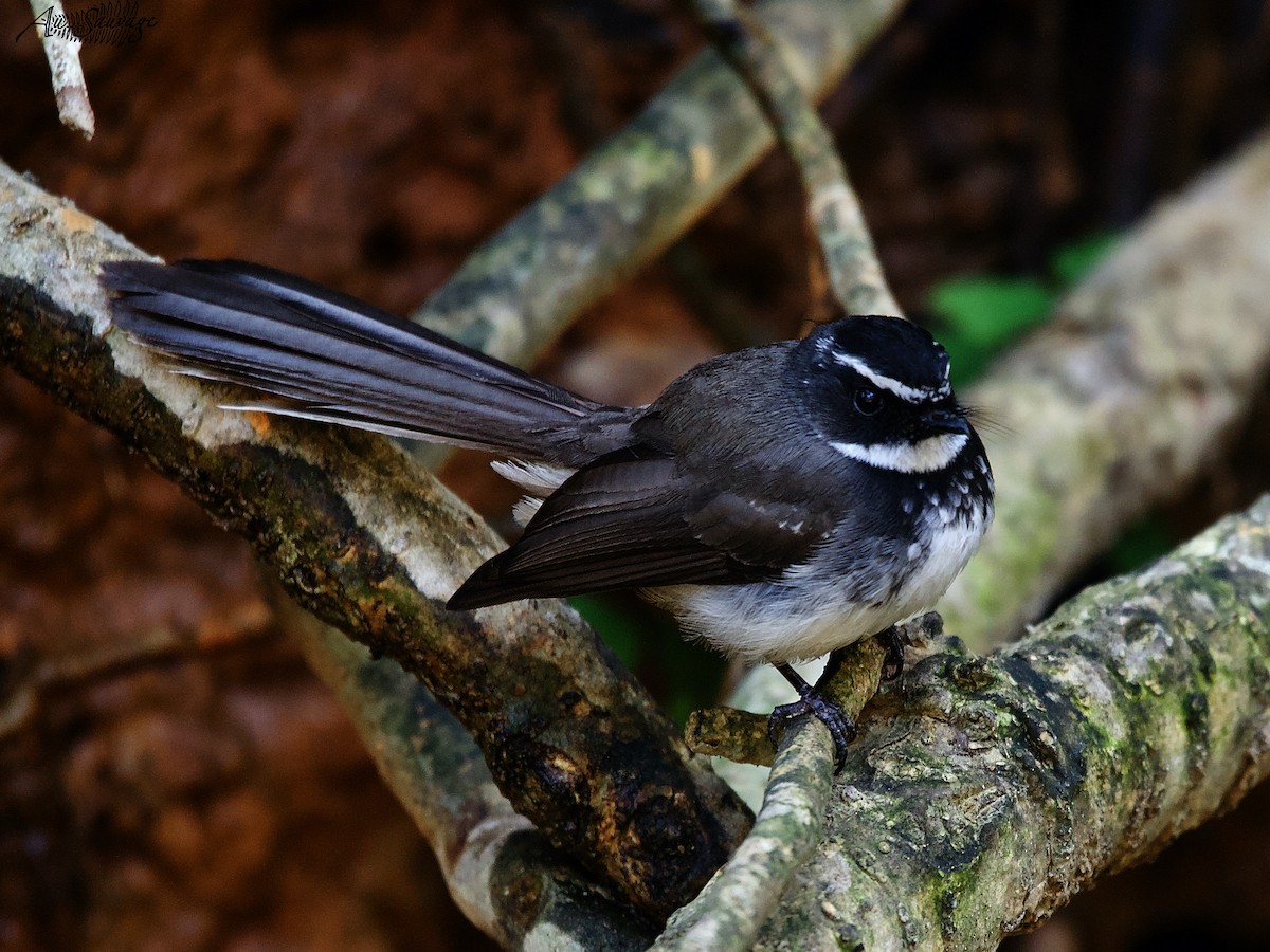 Spot-breasted Fantail - ML536957411