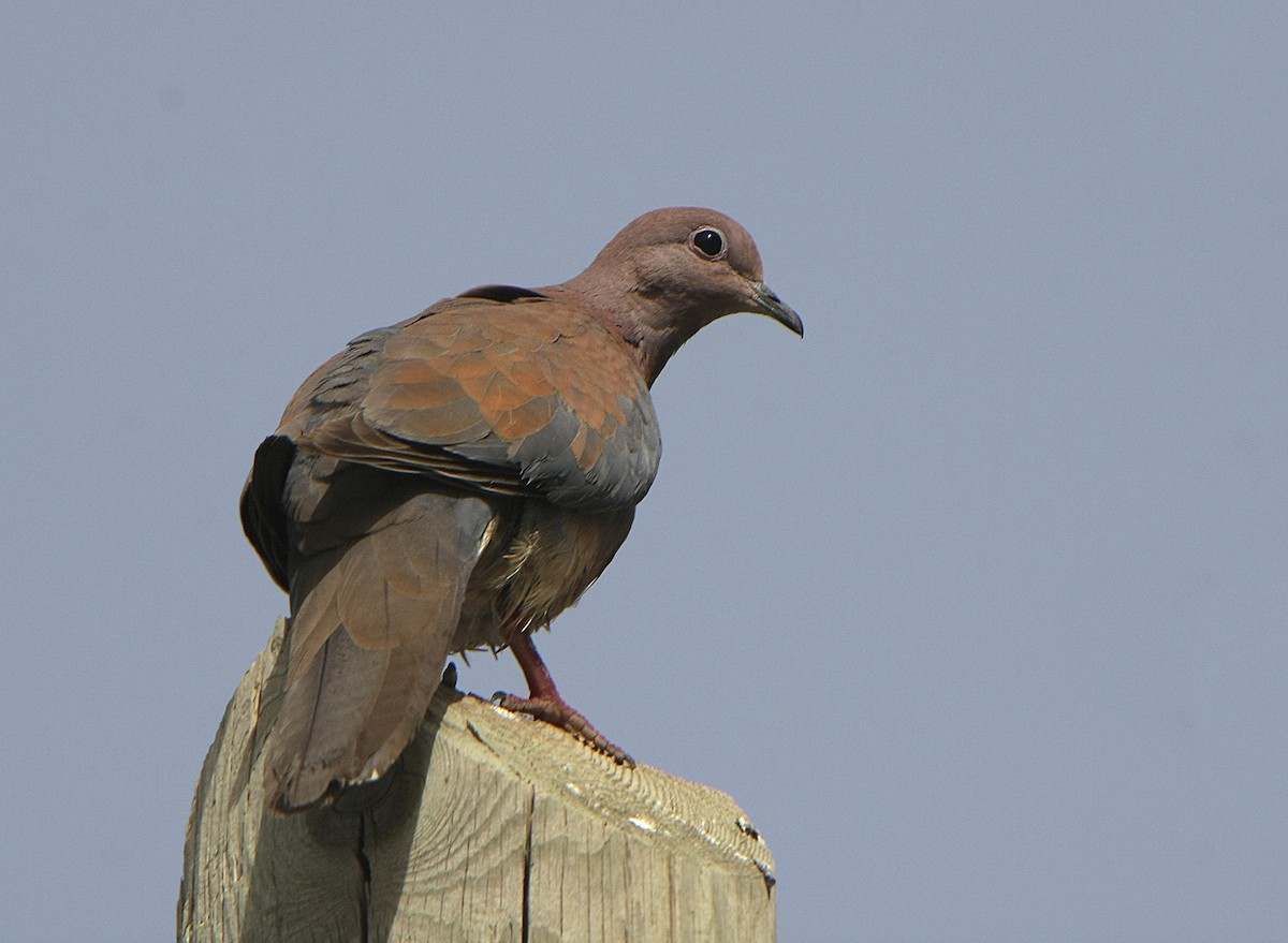 Laughing Dove - ML536959031