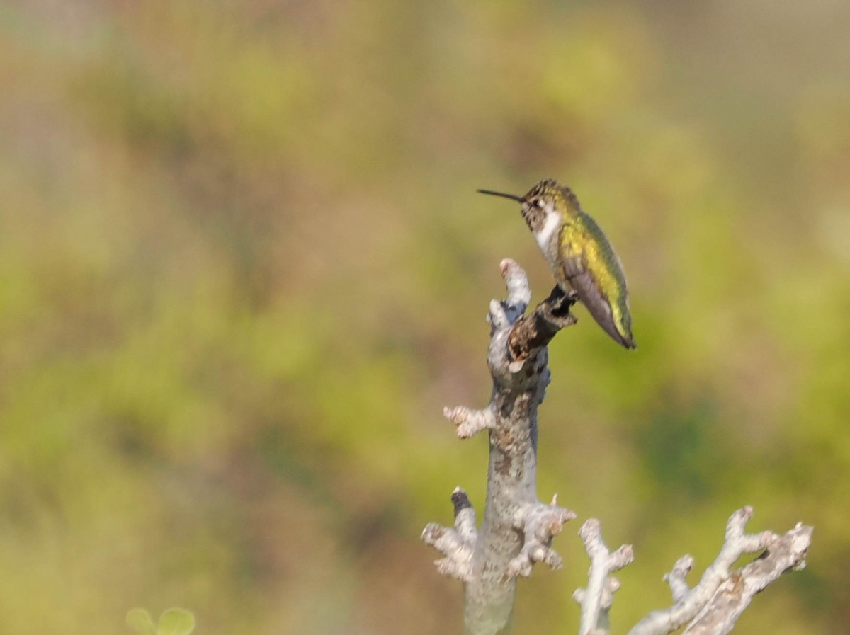 Costa's Hummingbird - ML536965501
