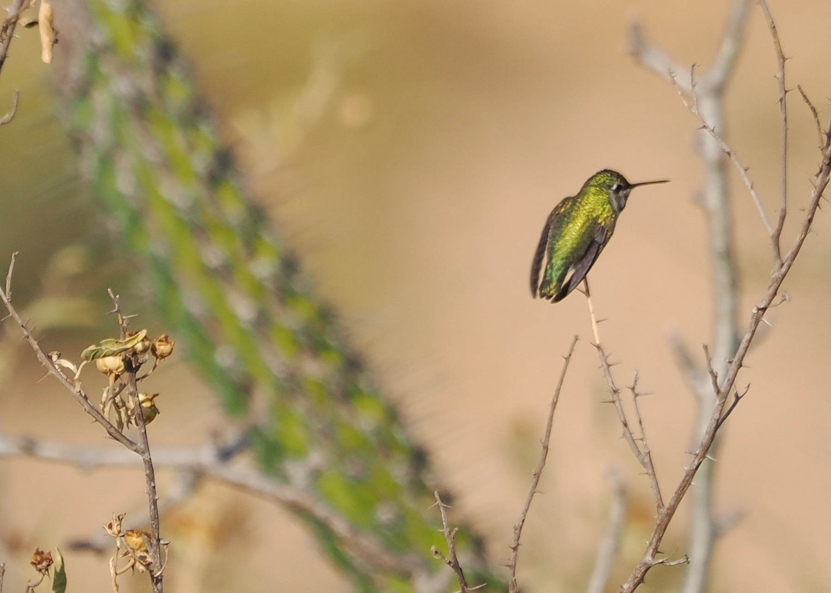 Costa's Hummingbird - Paulette Murray