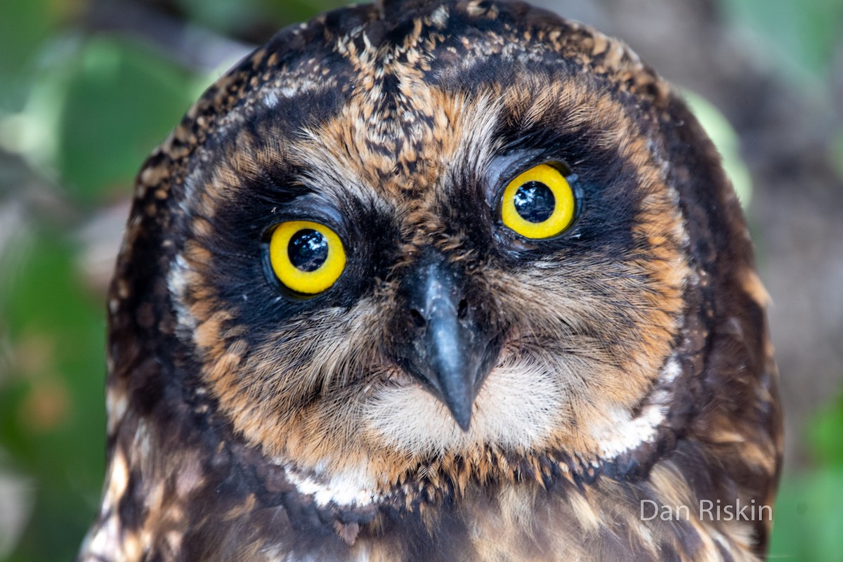 Short-eared Owl - Dan Riskin