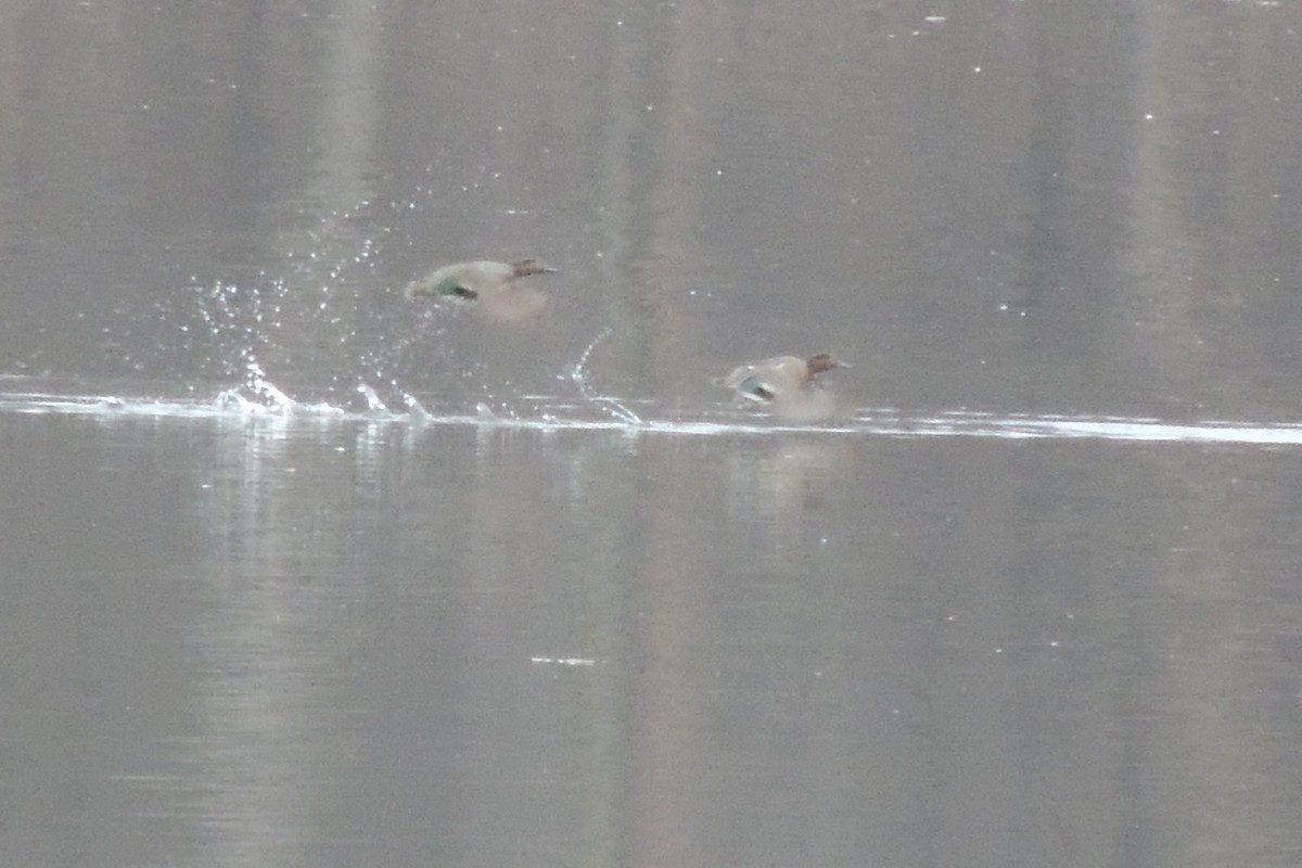 Green-winged Teal - ML536976271