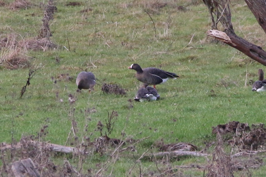Lesser White-fronted Goose - ML536978751