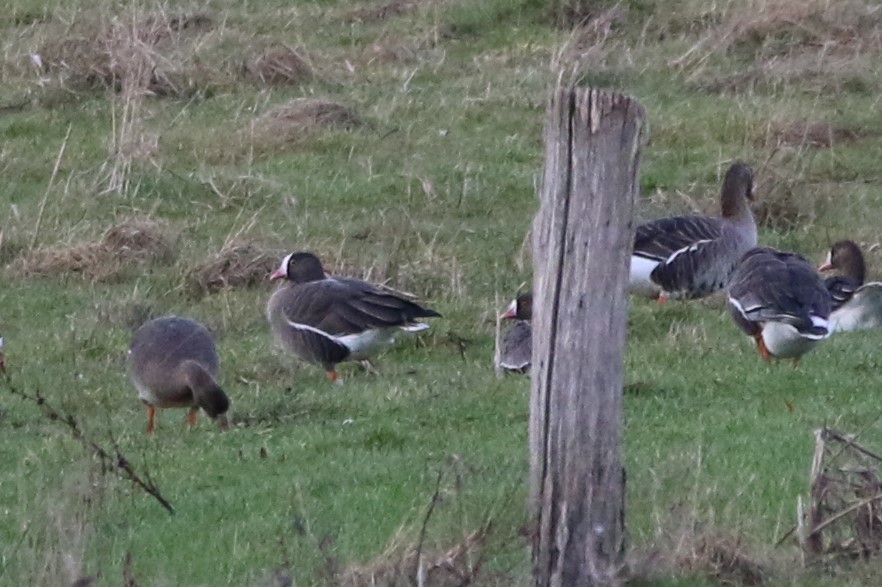 Lesser White-fronted Goose - ML536978771