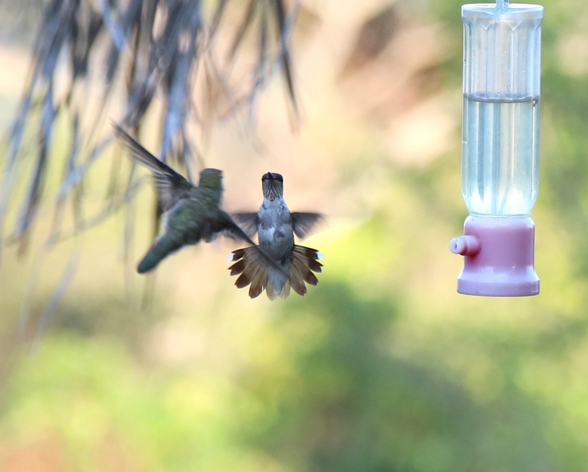 Rufous Hummingbird - Tosia Polomski-Archer
