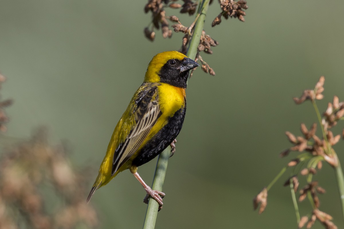 Yellow-crowned Bishop - Anthony Gliozzo