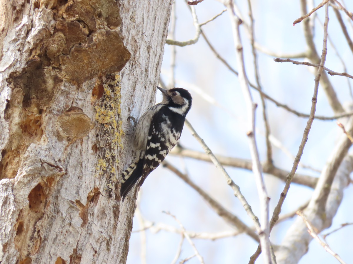 Lesser Spotted Woodpecker - Miguel Diez Vaquero