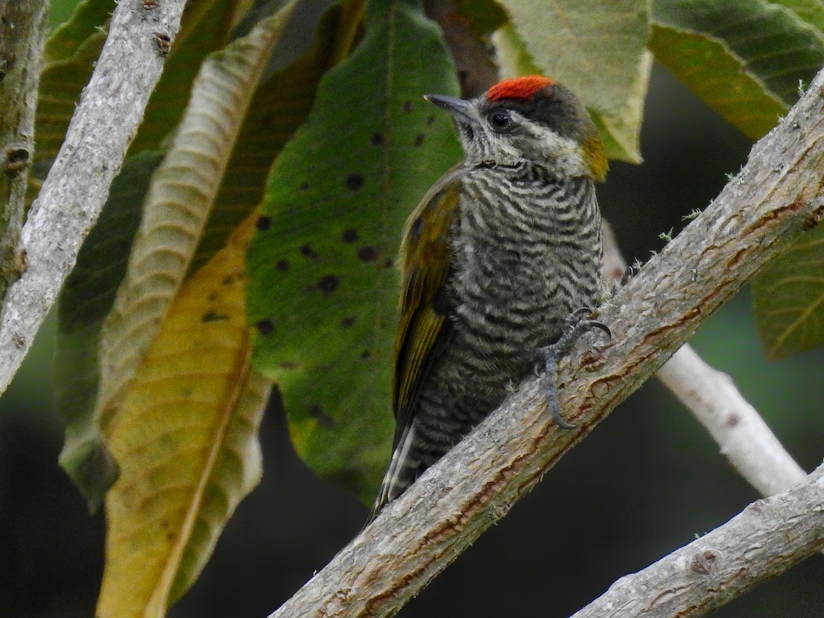 Bar-bellied Woodpecker - Esteban Poveda