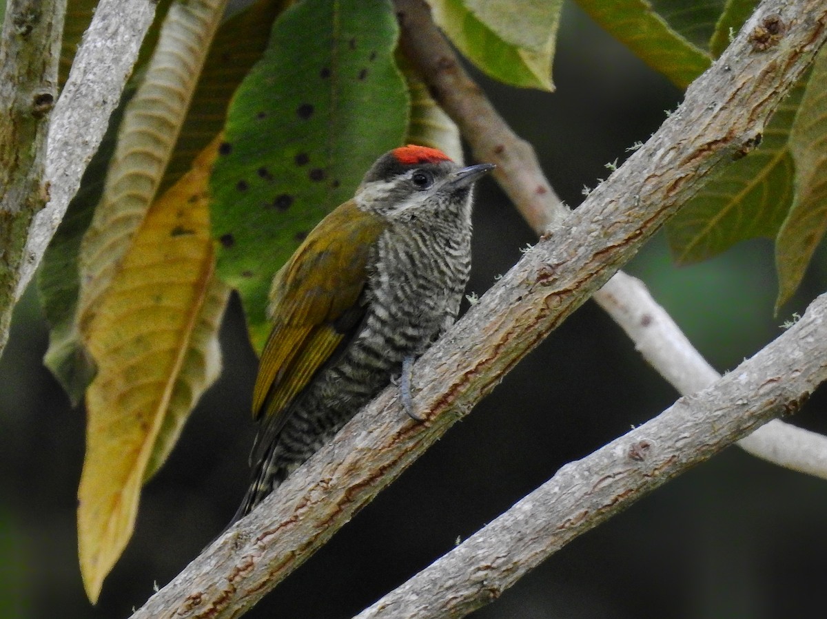 Bar-bellied Woodpecker - ML536988161