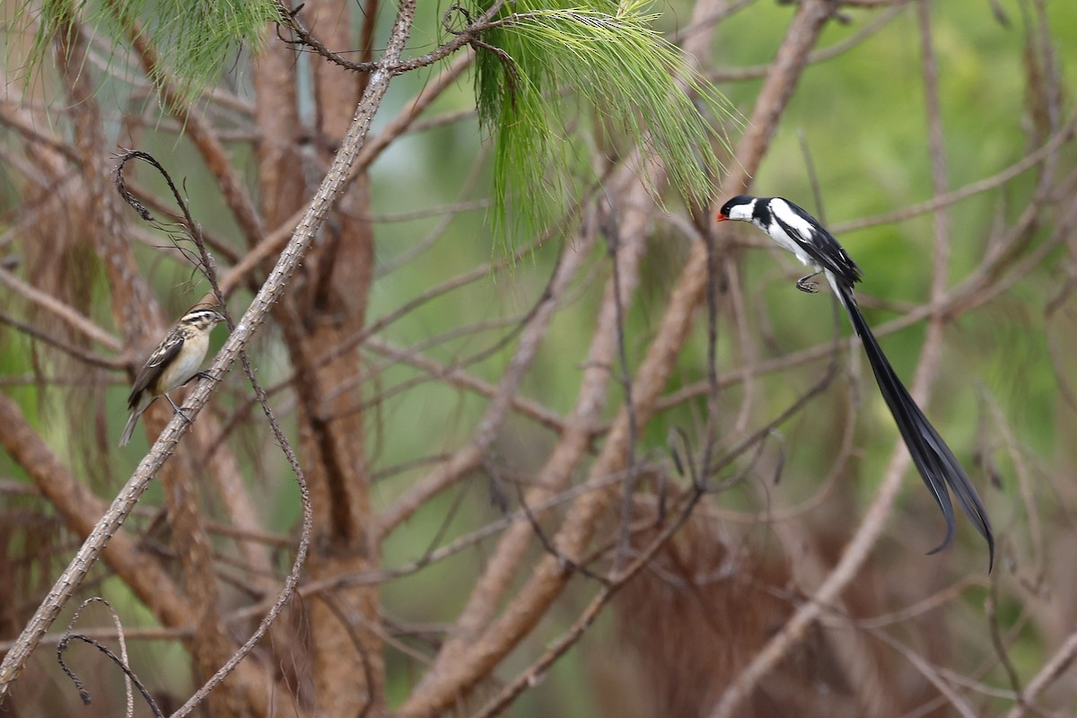 Pin-tailed Whydah - ML536994871