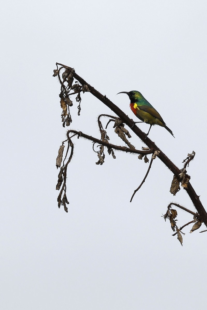 Forest Double-collared Sunbird - ML536995171