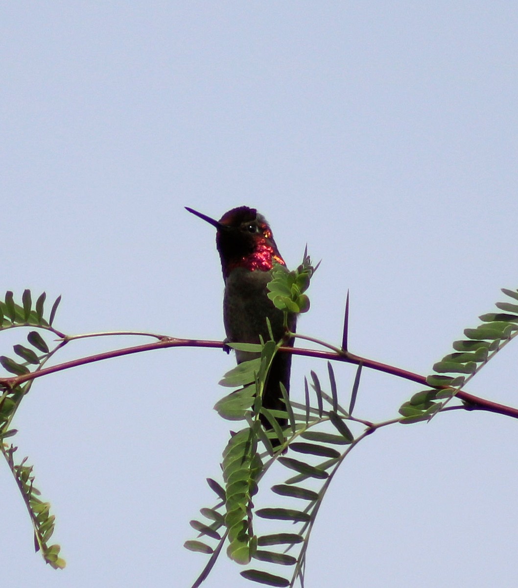 Anna's Hummingbird - ML53699581