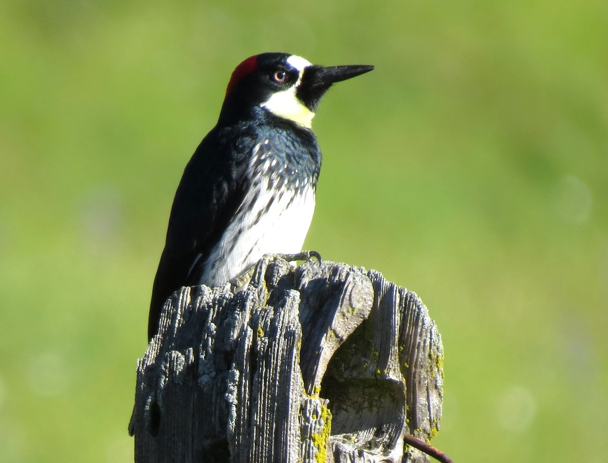 Acorn Woodpecker - Chris Conard