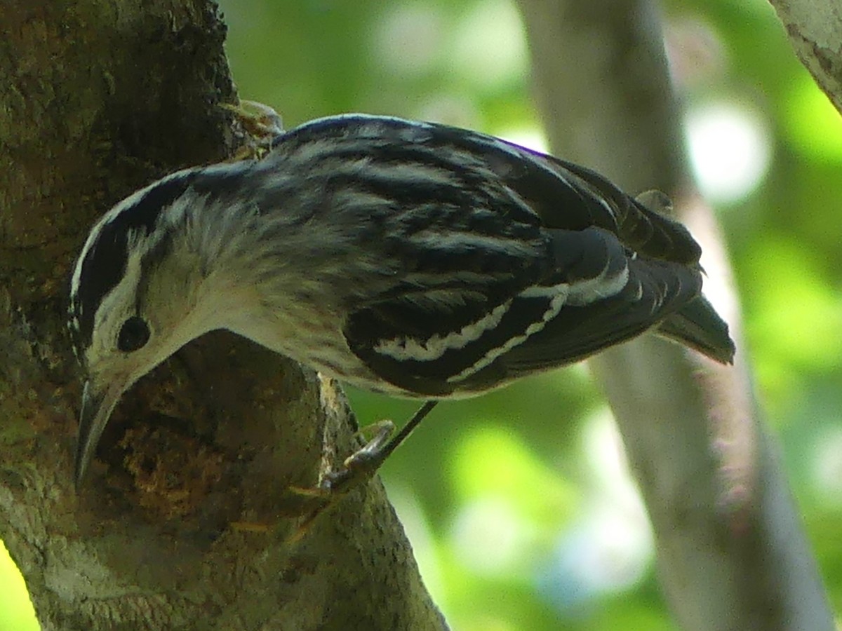 Black-and-white Warbler - ML537007501