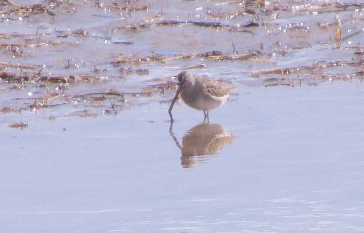 Long-billed Dowitcher - ML537014141