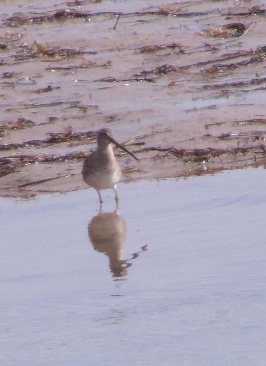 Long-billed Dowitcher - ML537014151