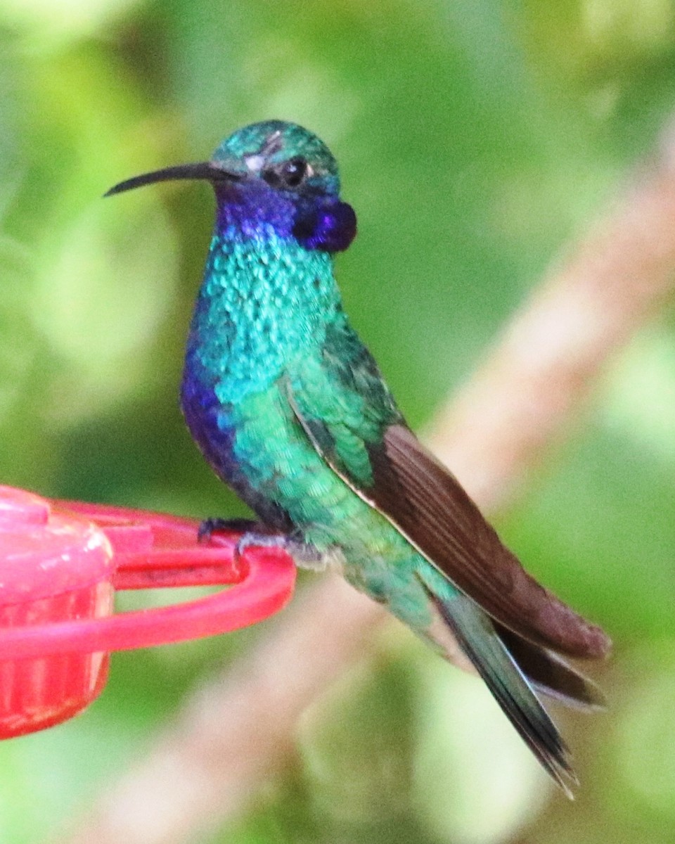 kolibřík modrolící - ML537014971