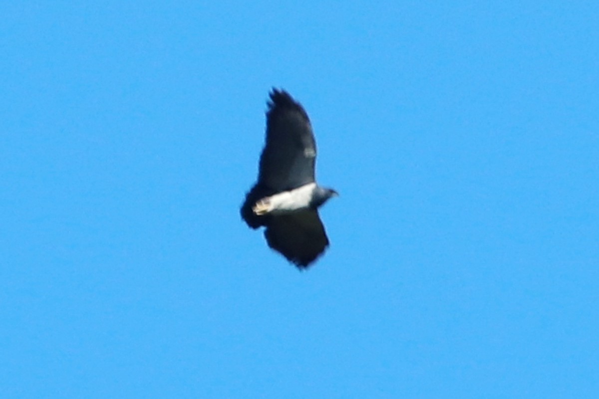 Black-chested Buzzard-Eagle - ML537016181