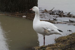 Snow Goose, ML53701671