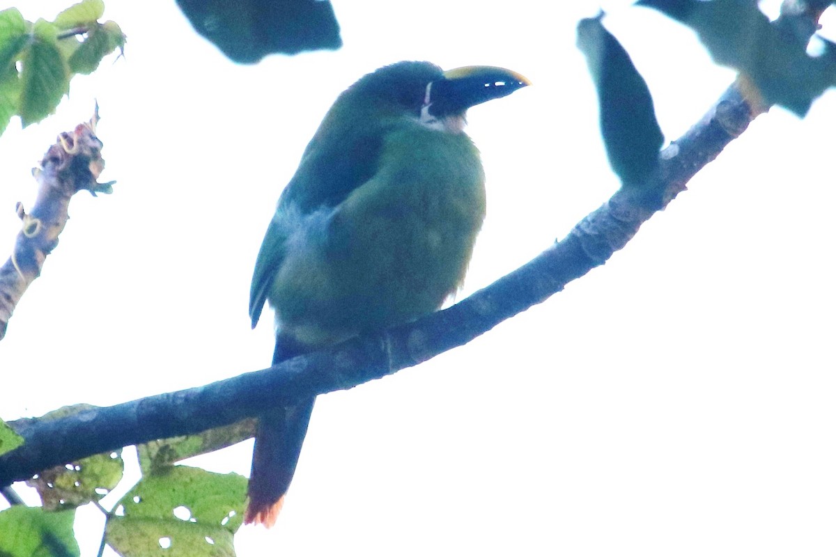 Southern Emerald-Toucanet - Subhash Chand