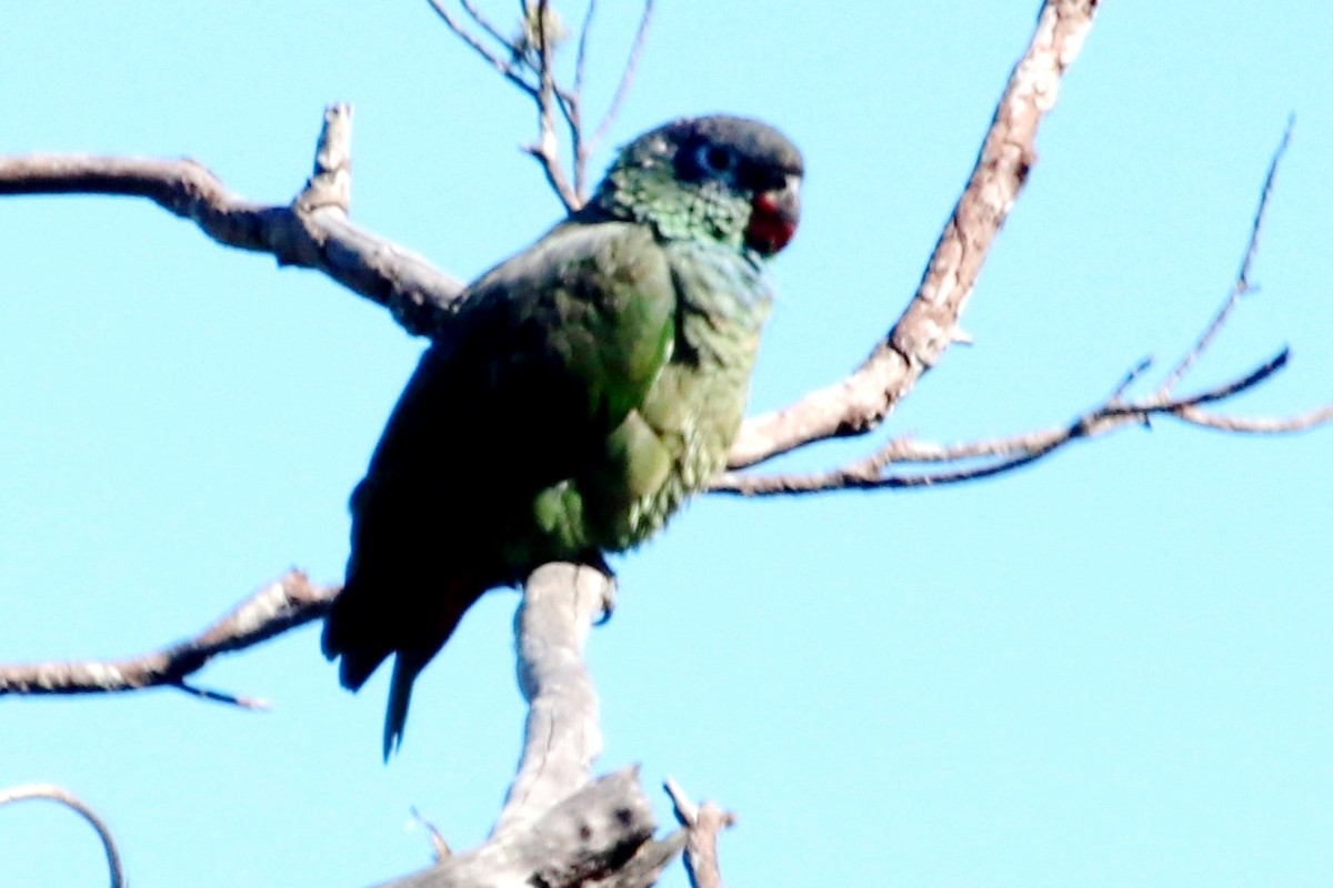 Папуга-червоногуз зеленоголовий - ML537023101