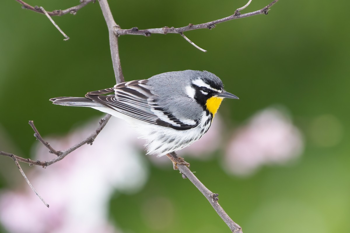 Yellow-throated Warbler - Kevin Pero