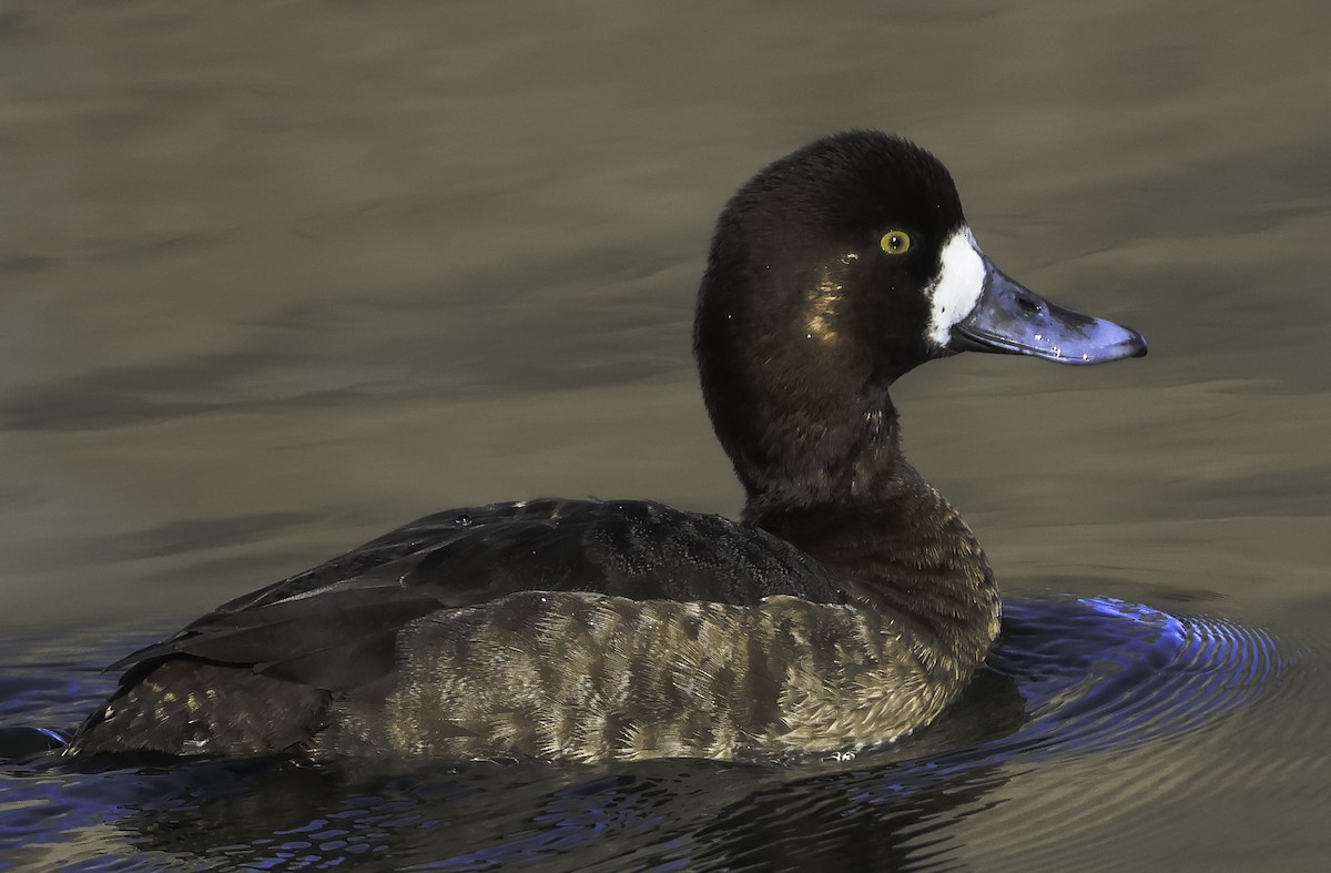 Greater Scaup - ML537026701