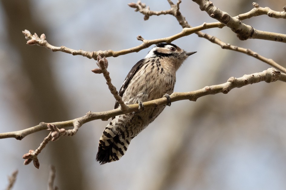 Lesser Spotted Woodpecker - ML537028961