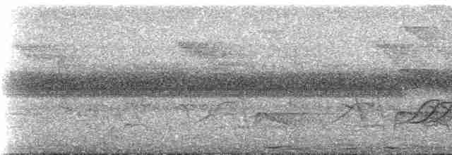 Narrow-tailed Starling - ML537029