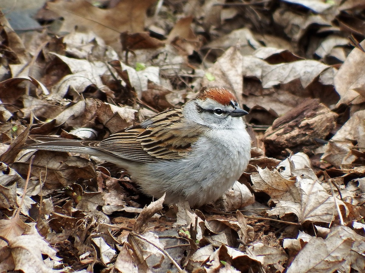 Chipping Sparrow - ML53703131